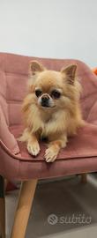 Chihuahua