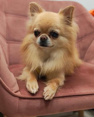 Chihuahua