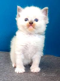 Ragdoll