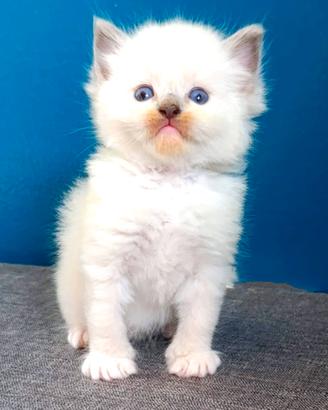Ragdoll