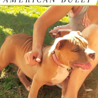 American bully