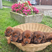 Cuccioli di Dachsbracke