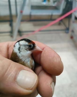 Cardellina