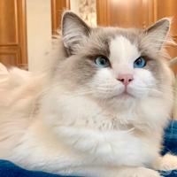 Gatto Ragdoll per accoppiamento