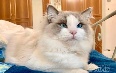 Gatto Ragdoll per accoppiamento