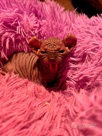 Sphynx ELF Maschio Black nero