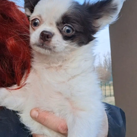 Cucciola di chihuahua