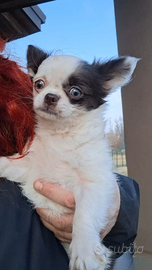 Cucciola di chihuahua