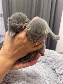 Cuccioli di british shorthair