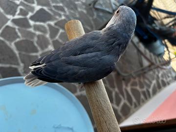 Pullo parrocchetto dal collare viola cleartail