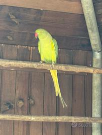 Parrocchetto dal collare