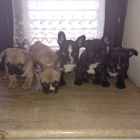 Cuccioli bulldog francese