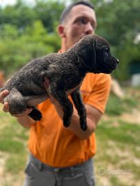 Disponibili cuccioli di cane corso