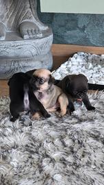 Cuccioli di Carlino