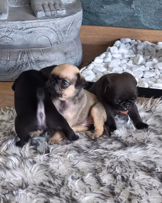 Cuccioli di Carlino