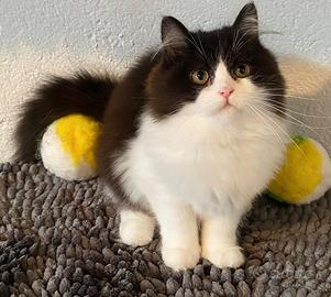 Gattina persiana normotipica ( no pedigree )