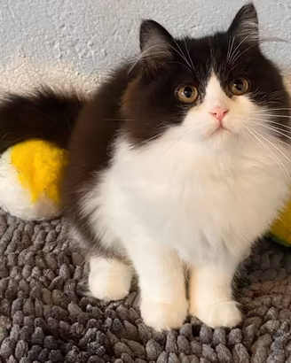 Gattina persiana normotipica ( no pedigree )
