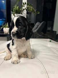 Maschio Cocker Spaniel Inglese