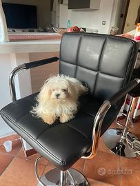 Maltese coreana adulta