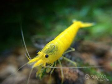 Gamberetti caridine YELLOW FIRE caridine pesci