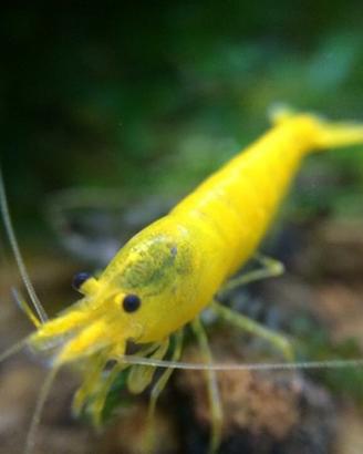 Gamberetti caridine YELLOW FIRE caridine pesci