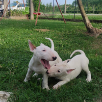 Cuccioli di BULL TERRIER