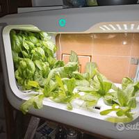 Serra idroponica della Green Farm