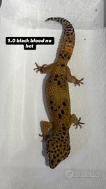 Geco leopardino