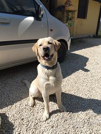 Labrador da monda