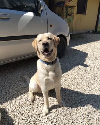 Labrador da monda