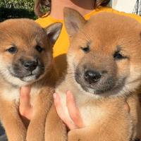 Cuccioli shiba inu