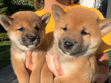 Cuccioli shiba inu