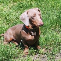 Rarissimo bassotto arlecchino per monta