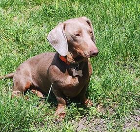 Rarissimo bassotto arlecchino per monta