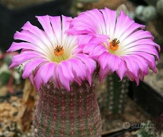 Cactus- Echinocereus rigidissimus