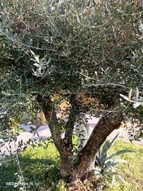 Pianta ulivo
