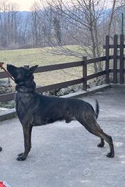 Cuccioli Pastore Olandese