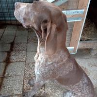 Bracco tedesco (kurzhaar)