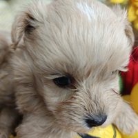 Piccoli e Simpatici Cuccioli Maltipoo Affettuosi