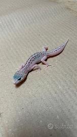 Gechi leopardini