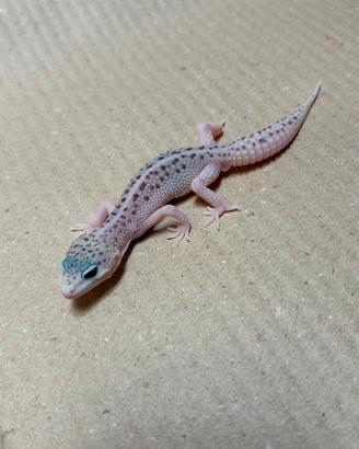 Gechi leopardini