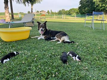 Cuccioli di Border collie