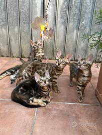 Gatto del Bengala