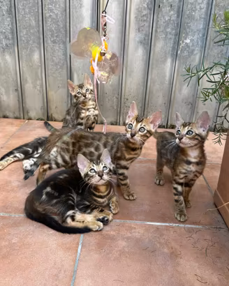 Gatto del Bengala