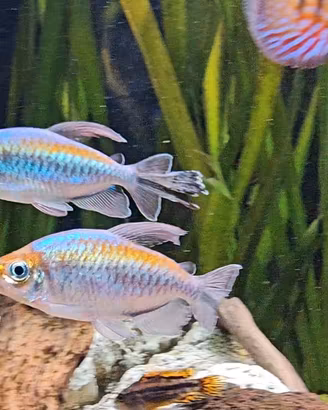 Melanotaenia boesemani