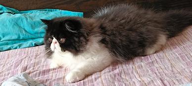 Cucciolo di persiano bianco e nero