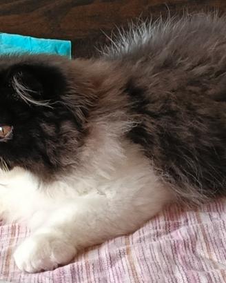 Cucciolo di persiano bianco e nero
