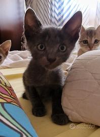 Sono un bravo gattino, mi volete?