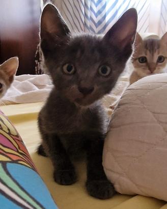 Sono un bravo gattino, mi volete?