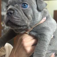 Bulldog Francese